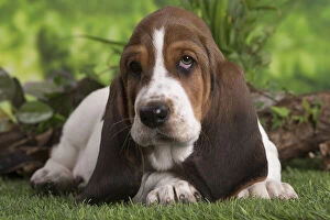 Images Dated 6th February 2020: Basset Hound puppy outdoors