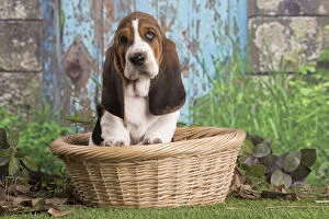 Basset Gallery: Basset Hound puppy outdoors in a basket