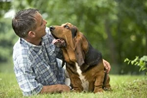 Images Dated 25th June 2005: Basset Hound - showing affection to owner