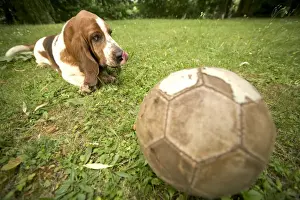 Basset Hound - watching football
