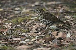 Images Dated 8th February 2006: Bassian Thrush - On ground. Hellyer Gorge State Reserve, Tasmania. Inhabits thick rainforests