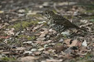 Bassian Thrush - On ground. Hellyer Gorge State Reserve, Tasmania. Inhabits thick rainforests, eucalypt forests and heavily vegetated gardens and gullies in southeast Australia