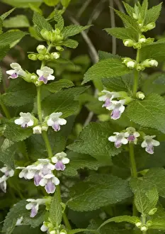 Hedgerows Prints: Bastard balm. Rare plant in UK, mainly south-western