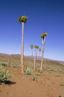 Deserts Prints: Bastard Quiver Tree - Richtersveld National Park, South Africa