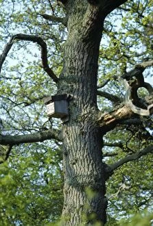 Images Dated 4th September 2006: Bat Box - on tree