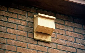 Images Dated 4th September 2006: Bat Box UK