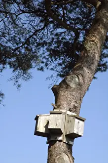 Nest Boxes Prints: Bat boxes set up to offer a range of exposures to the warmth of the Sun