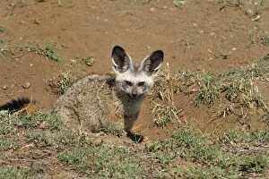 Images Dated 21st September 2008: Bat-eared Fox