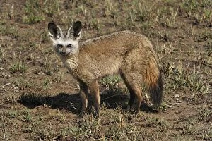 Images Dated 21st September 2008: Bat-eared Fox