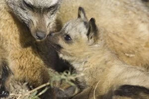 Images Dated 10th November 2007: Bat-eared fox - 5 week old pup nuzzling parent. Maasai Mara Reserve - Kenya