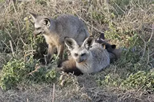 Megalotis Prints: Bat Eared Fox - By burrow on open plains - Maasai Mara North Reserve Kenya