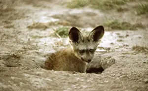 Dens Prints: Bat-eared Fox CRH 898 Emerging from den entrance - Nxai Pan