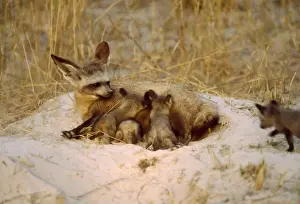 Bat Eared Prints: Bat-eared Fox CRH 955 Suckles her cubs at dusk Moremi