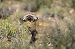 Bat-eared Fox - ears folded for concealment Kalahari South Africa