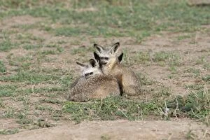 Images Dated 23rd December 2010: Bat-eared Fox - family