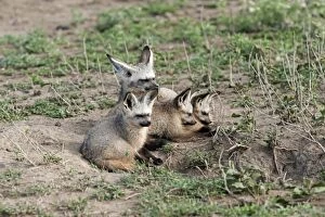 Images Dated 23rd December 2010: Bat-eared Fox - family