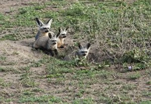 Images Dated 23rd December 2010: Bat-eared Fox - family in den