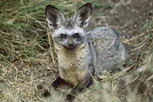 Bat Eared Prints: Bat-eared Fox - Kenya JFL04643