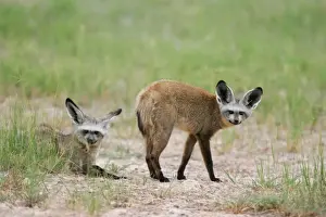 Bat-eared Fox - Pair - Hwange National Park, Zimbabwe, Africa