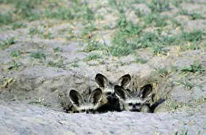 Dens Prints: Bat-eared Fox - puppies - Chobe National Park - Botswana - Africa