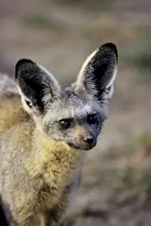 Bat-eared Fox Serengeti National Park, Tanzania. 3MW125