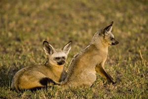 Two Bat-eared Foxes (Otocyon megalotis)