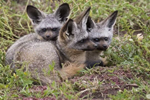 Foxes Gallery: Bat-eared foxes, Serengeti National Park