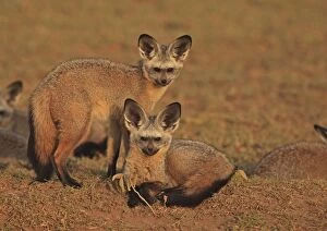 Images Dated 9th February 2011: Bat eared Foxes - young - Tanzania
