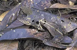 Toads Prints: Bat-faced Toad - Amacayacu National Park - Colombia