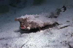 Bat fish - quite different to the Indo-pacific Bat fish this ugly fellow lives on the sand and uses his strange legs to run awat across the bottom when danger is nearby