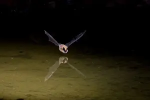 Bat - in flight hunting insects over farm pond in April in Texas - USA