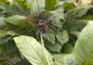 Images Dated 15th December 2005: Bat Flower / Tiger Whisker South East Asia
