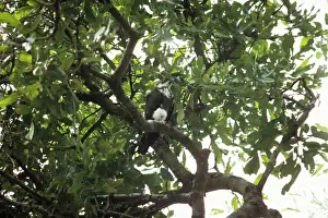 Bat Hawk - immature in a tree