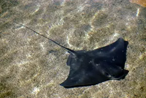 Rays Prints: Bat Ray