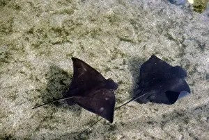 Bat Ray