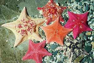 Bat Sea Star - group