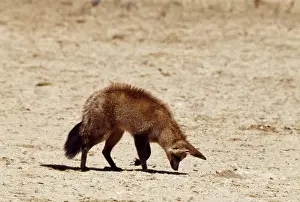 Intelligence Prints: Bateared Fox CH 4463 Listens for grubs underground