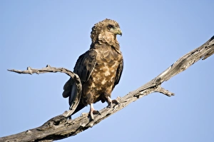 Images Dated 7th March 2008: Bateleur - Close up of immature bird on dead branch