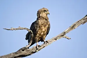 Bateleur - Close up of immature bird on dead branch - Okavango Delta - Botswana