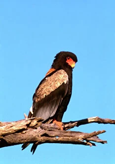 Raptors Collection: The Bateleur Eagle - Botswana
