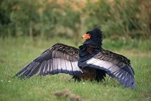 Bateleur Eagle - wings extended