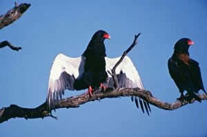 Bateleur Eagle - with wings outstretched sunning itself