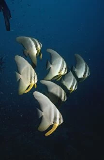 Images Dated 18th March 2008: Batfish Indo Pacific, Papua New Guinea