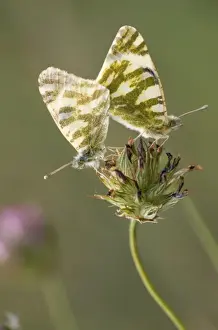 Whites Prints: Bath White Butterfly - couple copulating