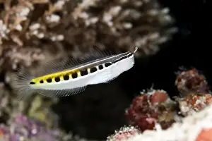 Bath's Comb-tooth / Linear Blenny - Maldives
