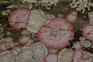 Images Dated 19th February 2006: Baton-rouge lichen on wood, Everglades