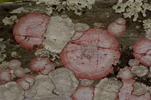 Everglades Prints: Baton-rouge lichen on wood, Everglades. USA