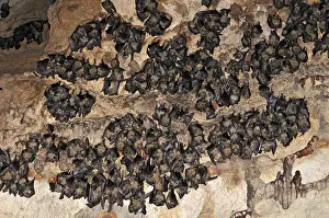 Bats - inside Ankarana cave - Ankarana National Park - Northern Madagascar