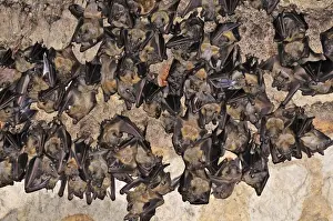 Bats - inside Ankarana cave - Ankarana National Park - Northern Madagascar