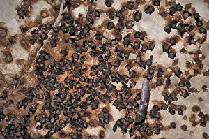 Bats - inside Ankarana cave - Ankarana National Park - Northern Madagascar